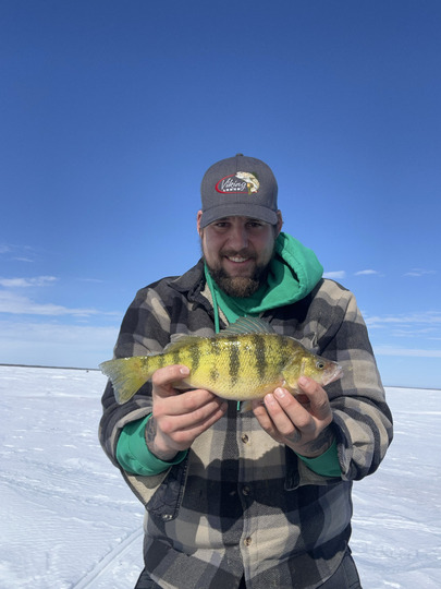 Yellow Perch