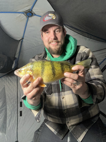 Yellow Perch
