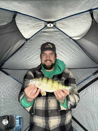 Yellow Perch
