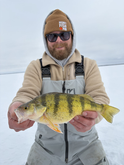 Yellow Perch