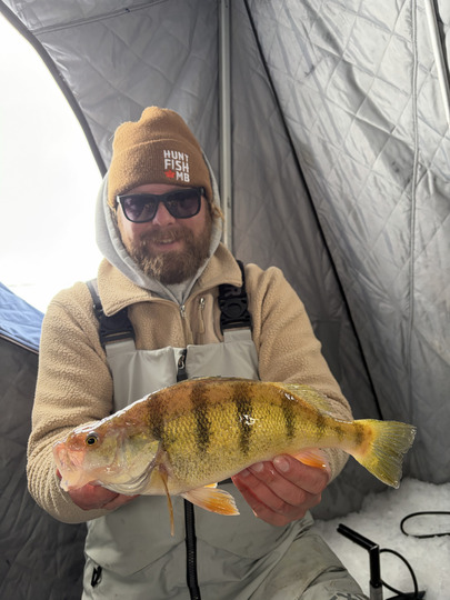 Yellow Perch