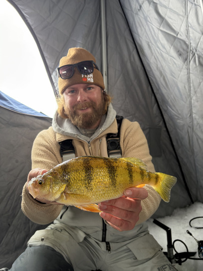 Yellow Perch