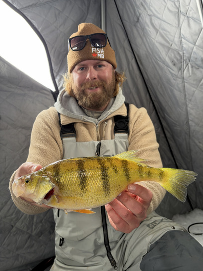 Yellow Perch