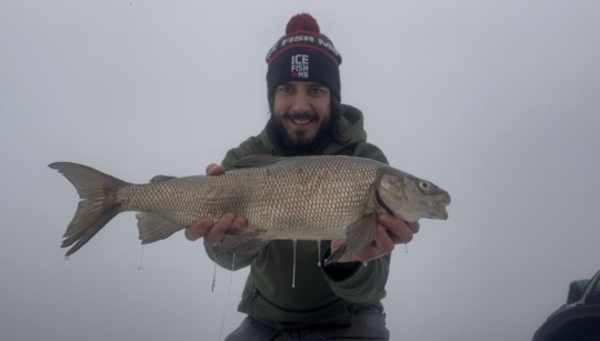 Lake Whitefish
