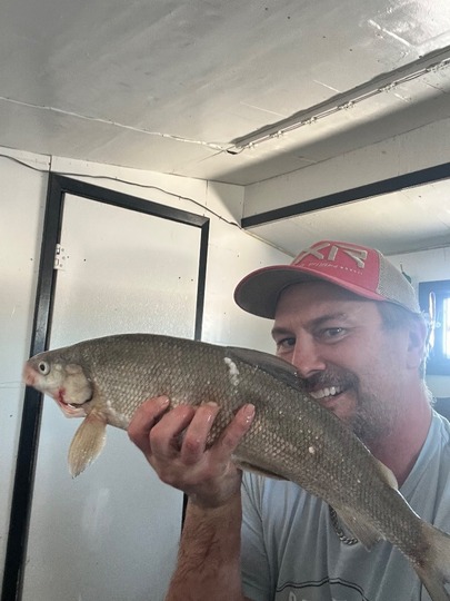 Lake Whitefish