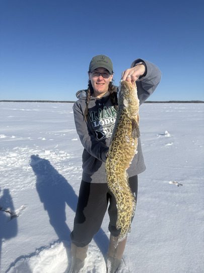 Burbot