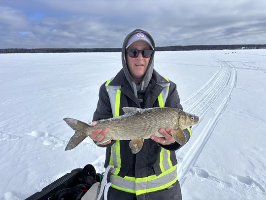 Lake Whitefish