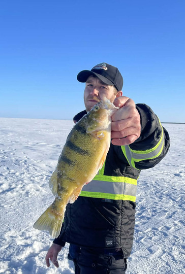 Yellow Perch