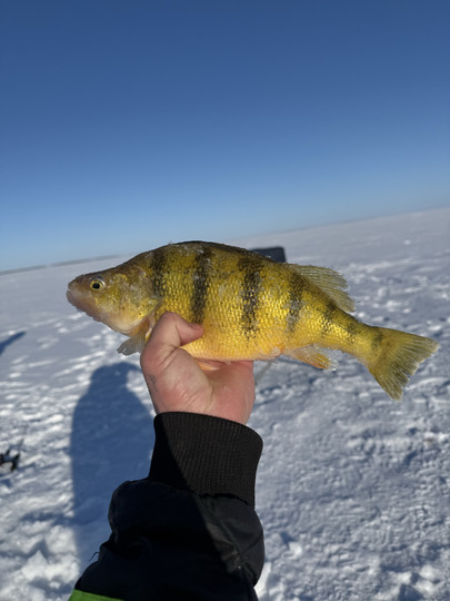 Yellow Perch