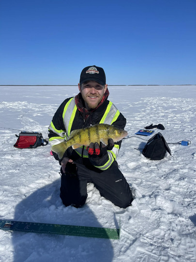 Yellow Perch