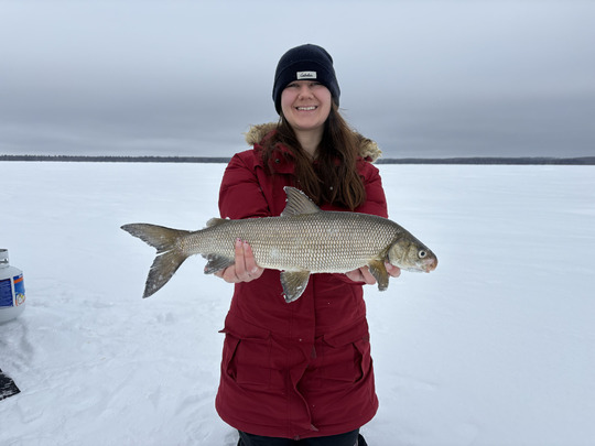 Lake Whitefish