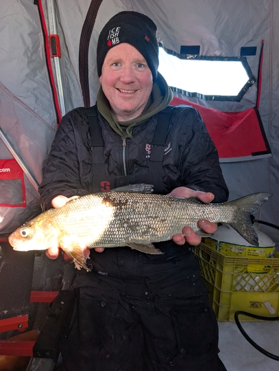 Lake Whitefish