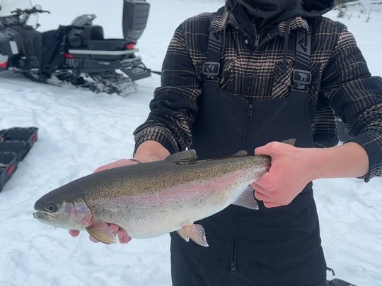 Rainbow Trout