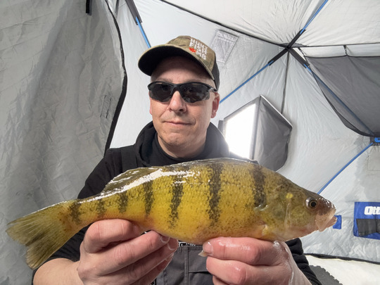 Yellow Perch