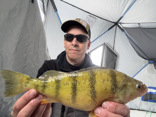 Yellow Perch