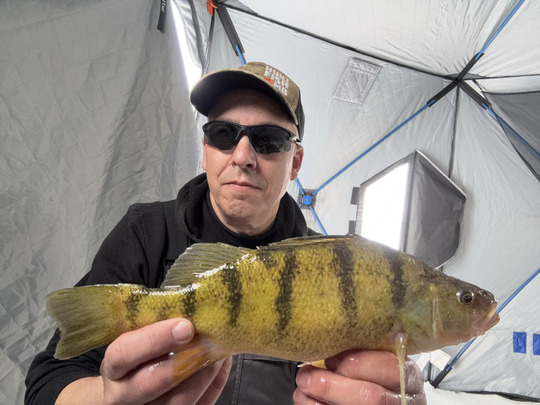 Yellow Perch