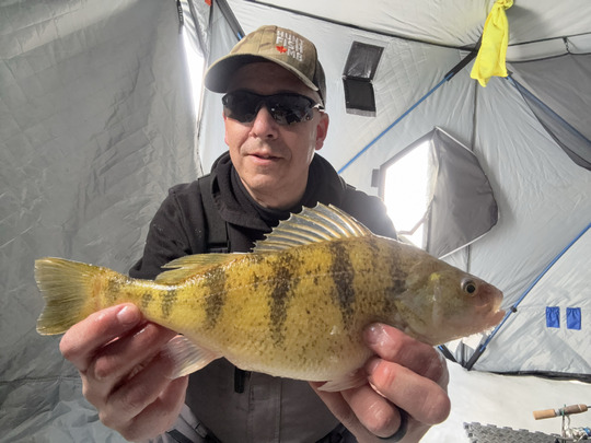 Yellow Perch