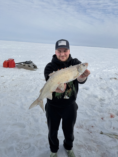 Lake Whitefish