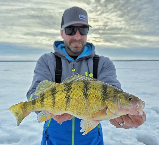 Yellow Perch