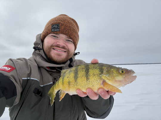 Yellow Perch