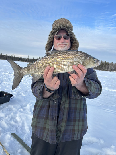 Lake Whitefish