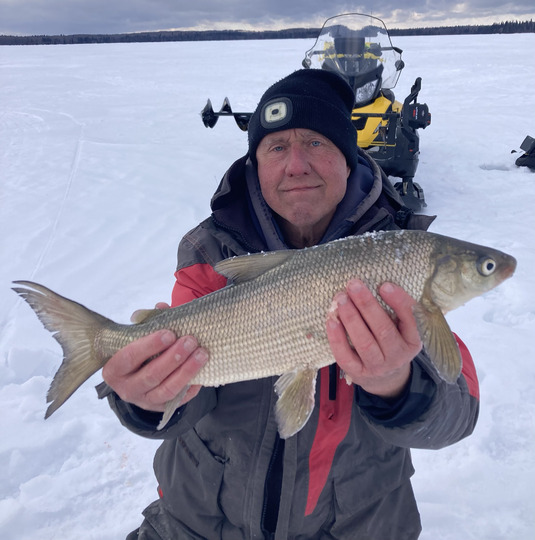 Lake Whitefish