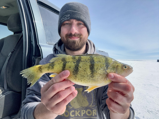Yellow Perch