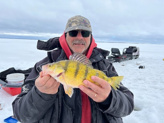 Yellow Perch