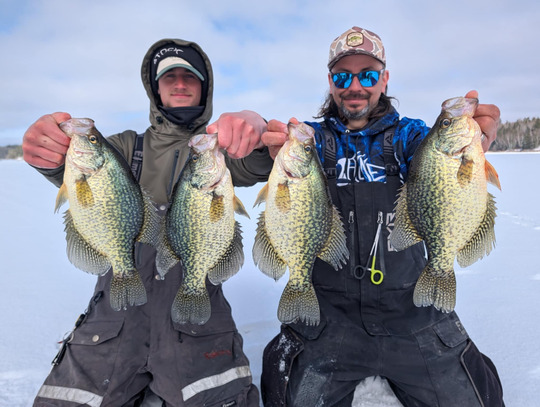 Black Crappie