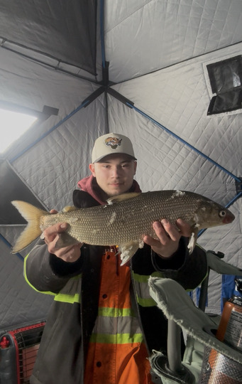 Lake Whitefish