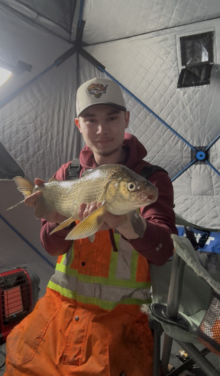 Lake Whitefish