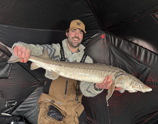 Lake Sturgeon