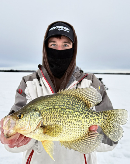 Black Crappie