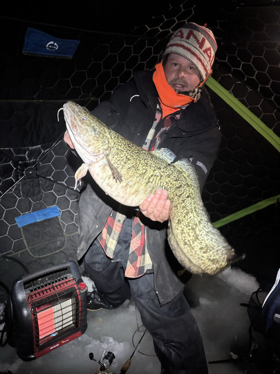 Burbot
