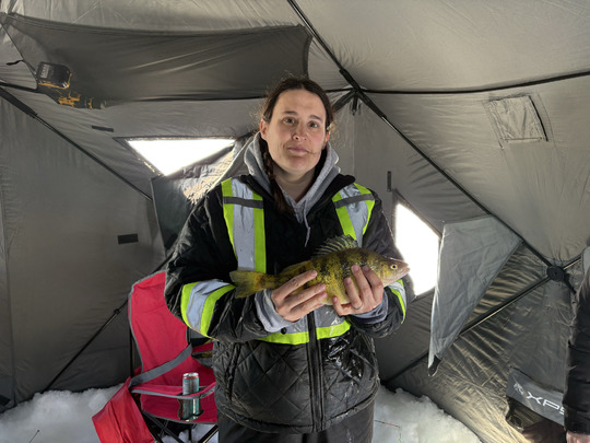 Yellow Perch