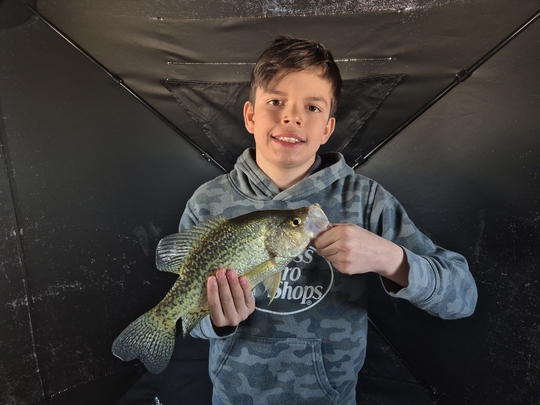 Black Crappie