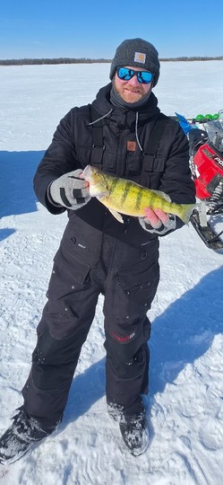 Yellow Perch