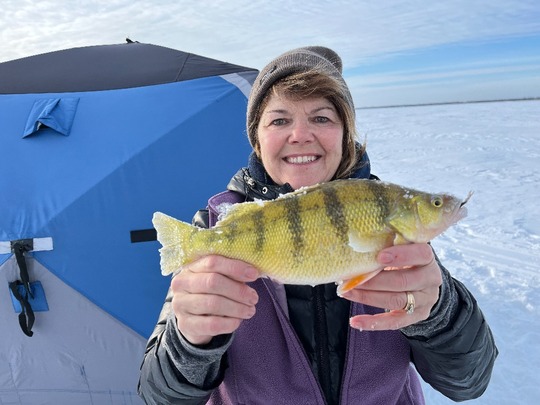 Yellow Perch