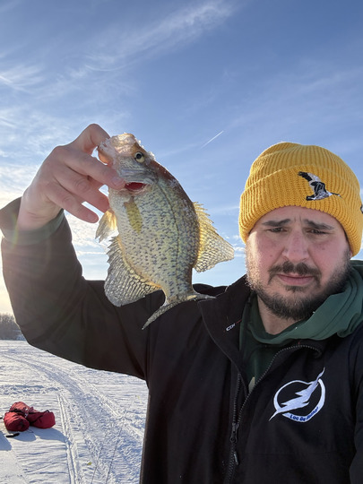 Black Crappie