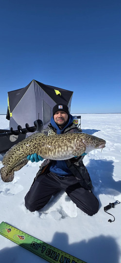 Burbot