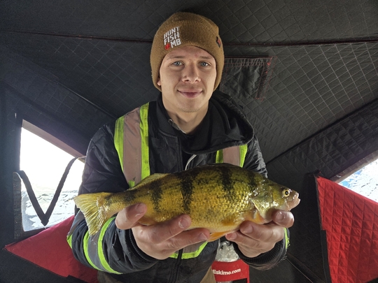 Yellow Perch