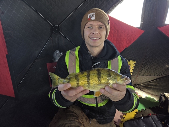 Yellow Perch