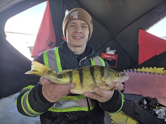 Yellow Perch