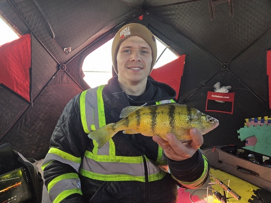 Yellow Perch