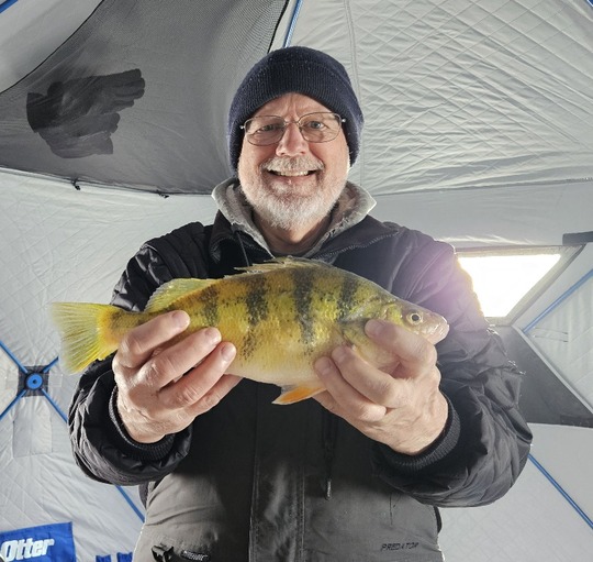 Yellow Perch