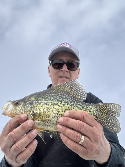 Black Crappie