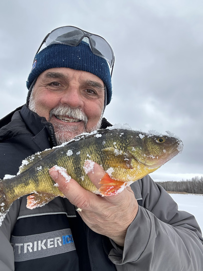 Yellow Perch