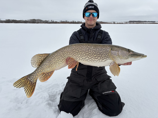 Northern Pike