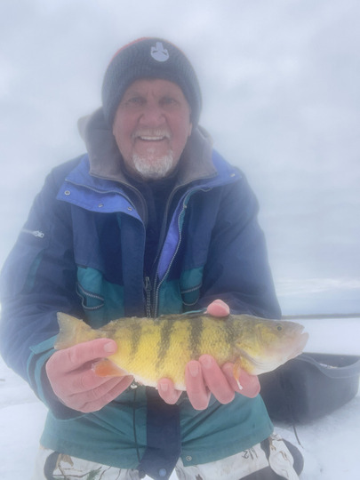 Yellow Perch
