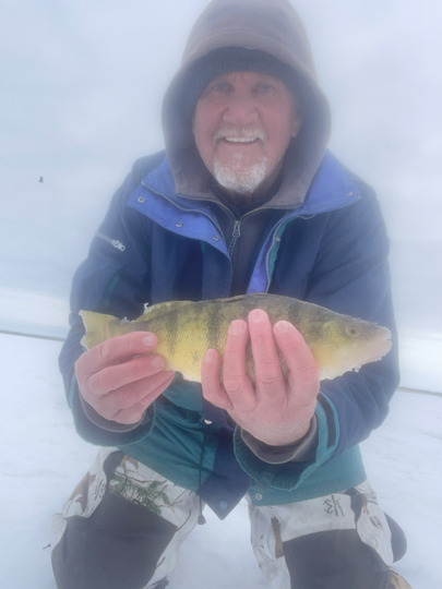 Yellow Perch